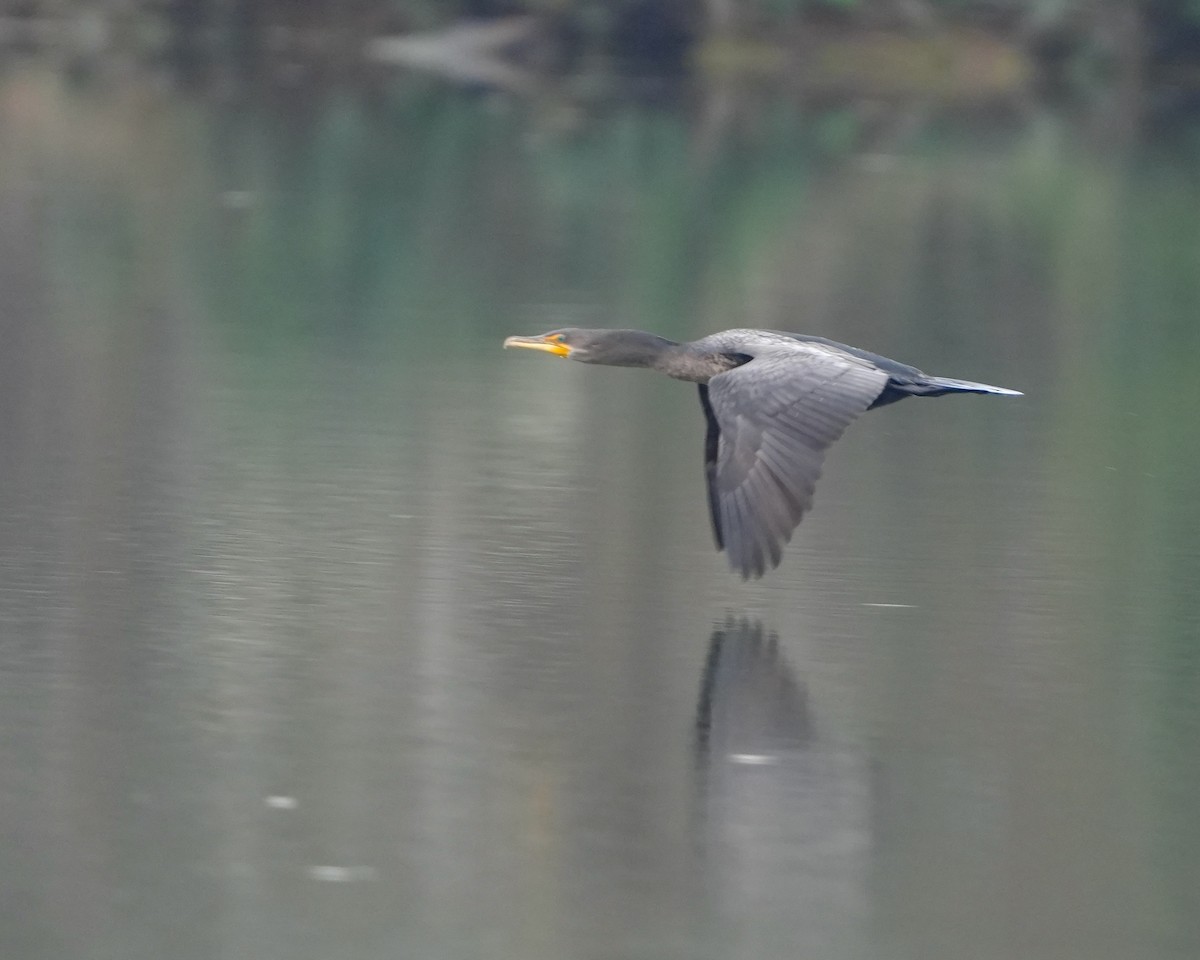 Double-crested Cormorant - ML630111445