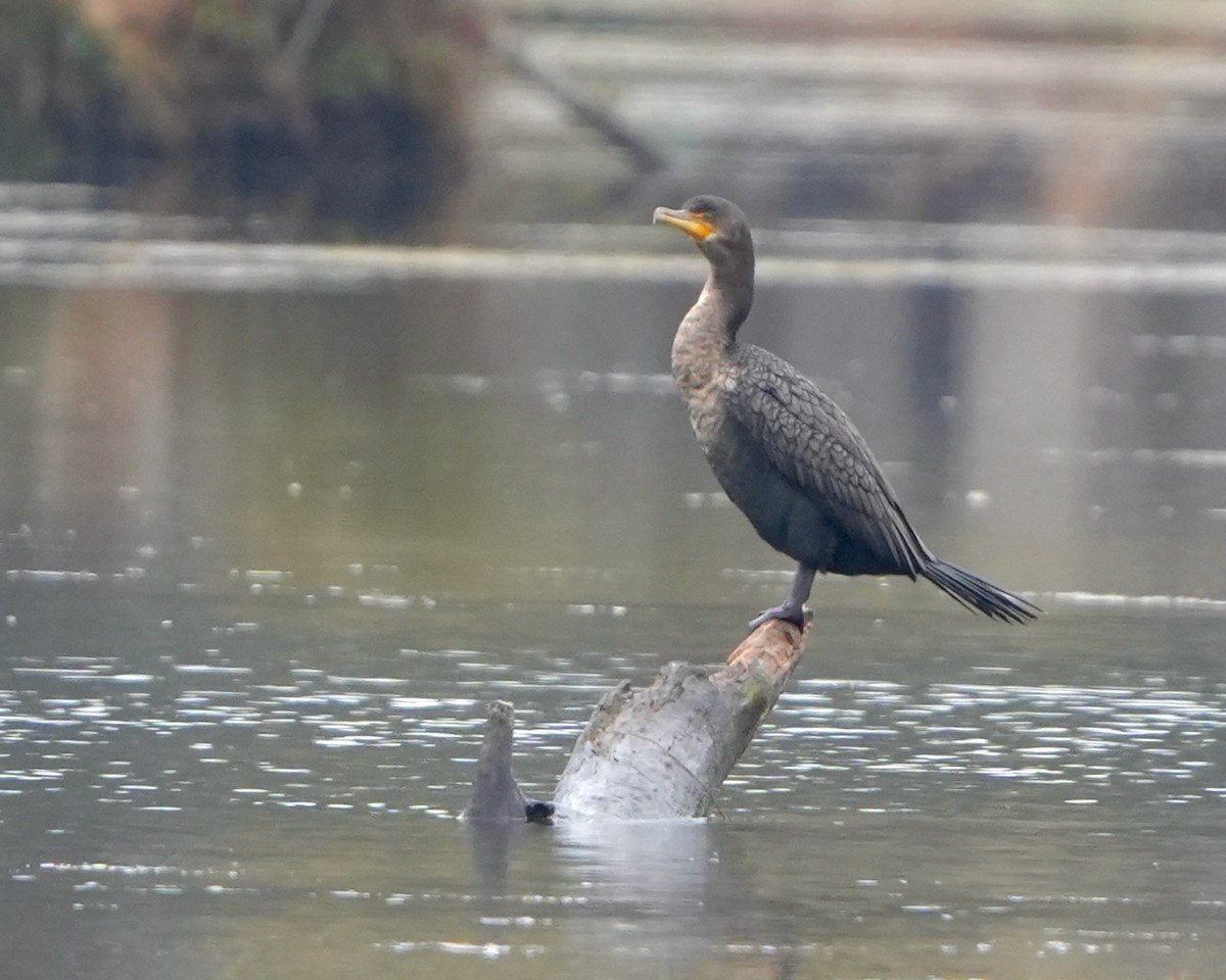 Double-crested Cormorant - ML630111448
