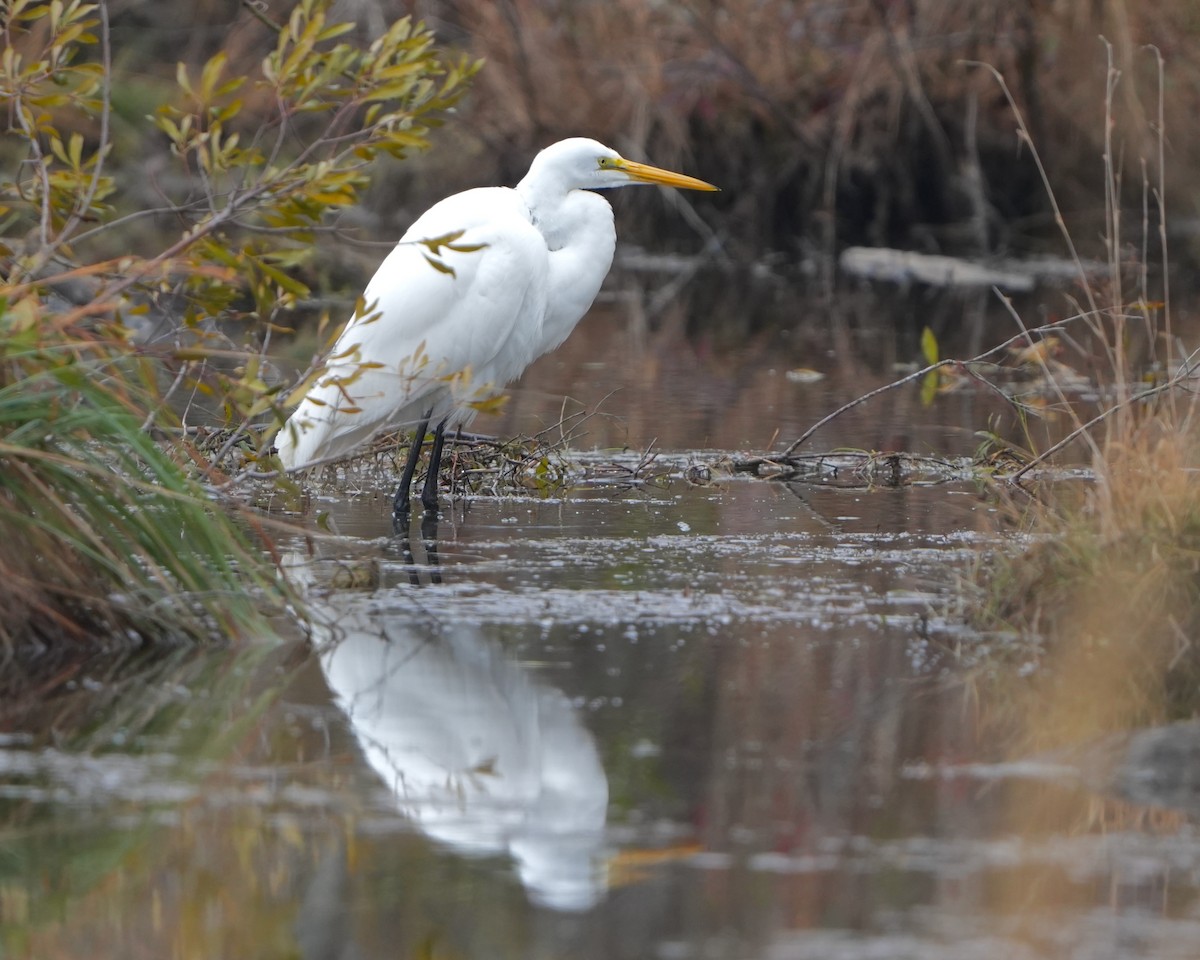 Цасч дэглий - ML630111451