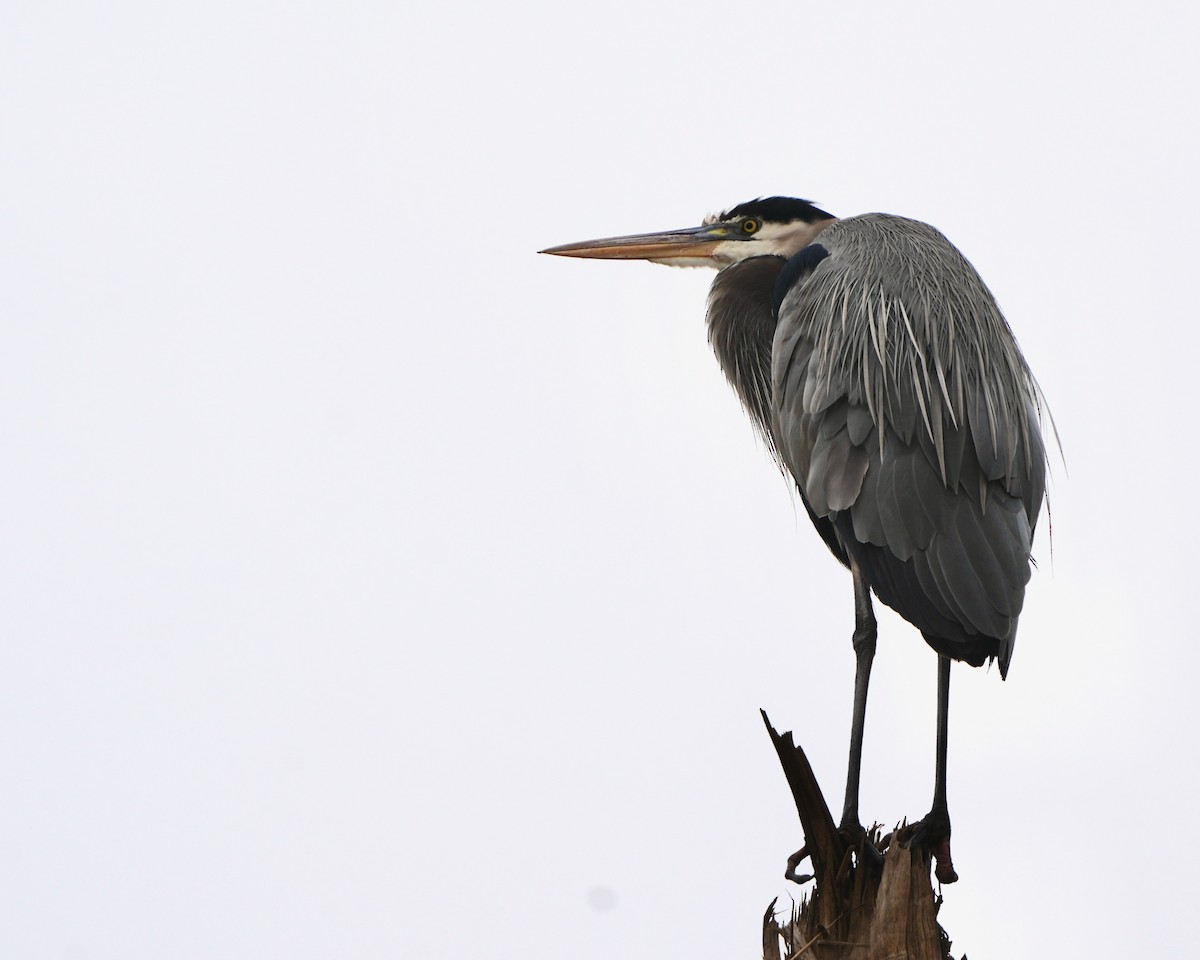 Great Blue Heron - ML630111456
