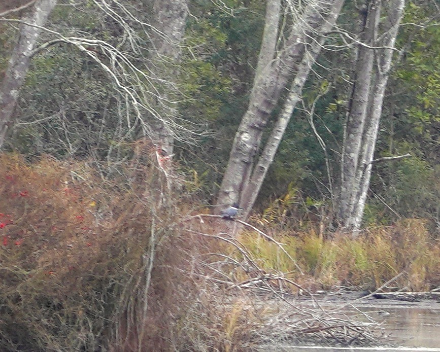 Belted Kingfisher - ML630111465