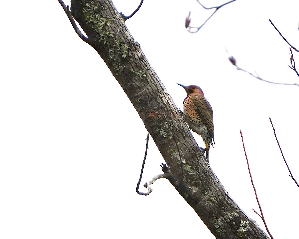 Northern Flicker - ML630111479