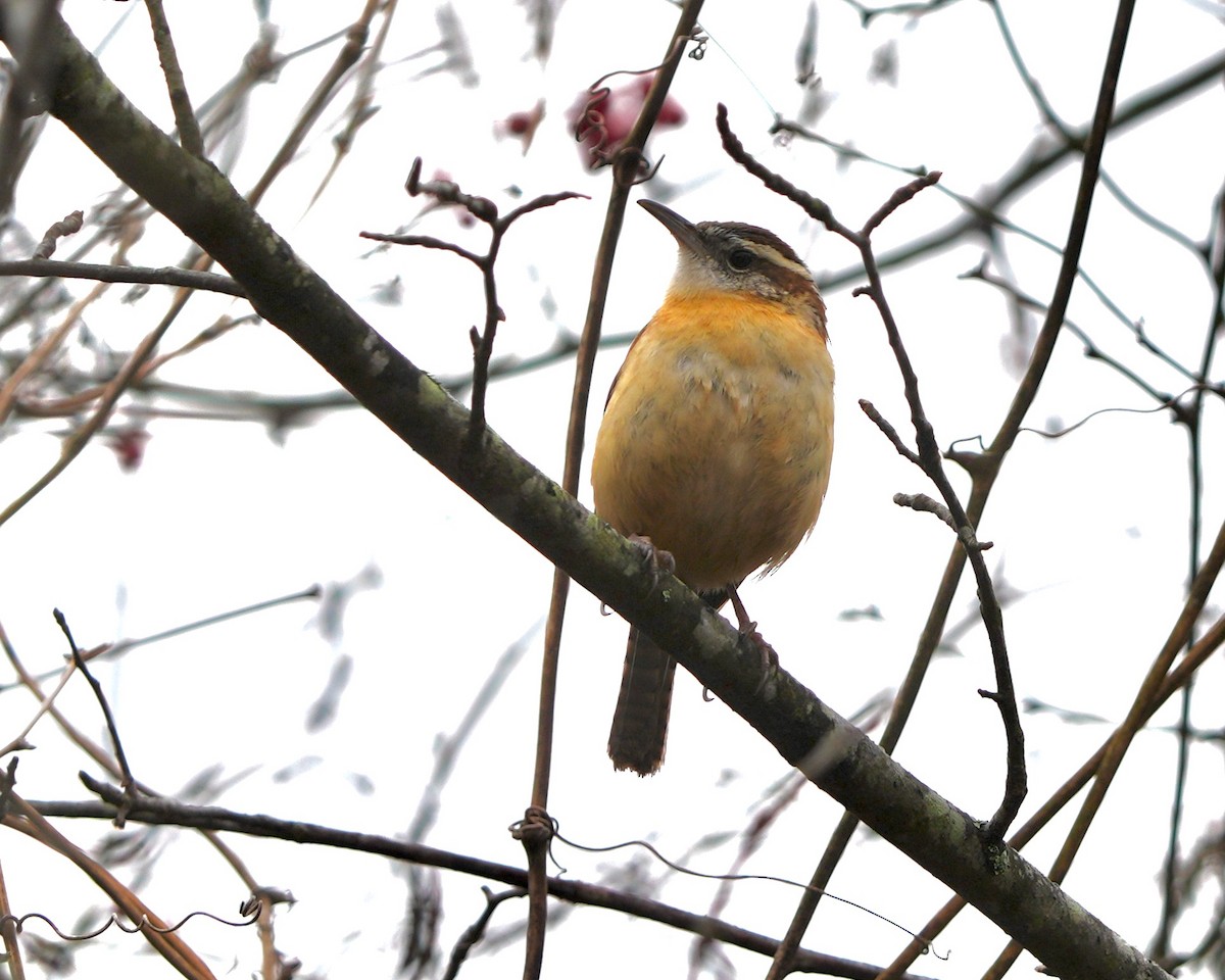 Carolina Wren - ML630111501