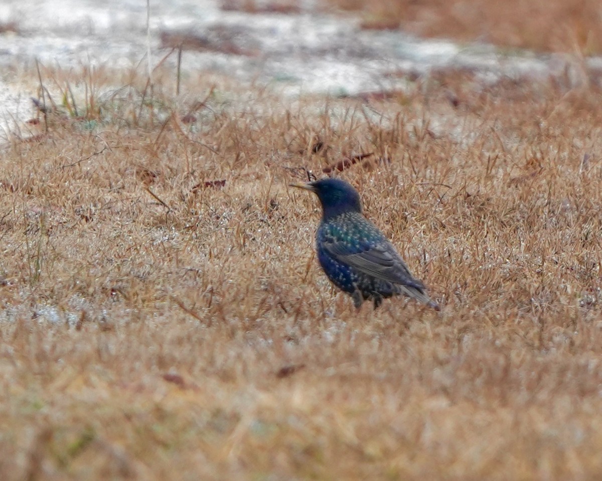 Хар тодол - ML630111503