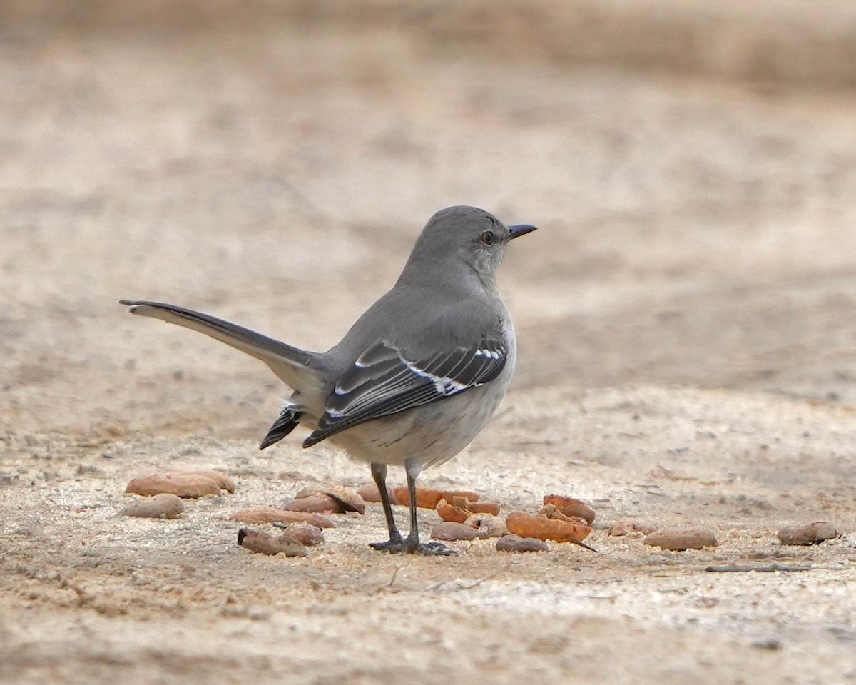 Northern Mockingbird - ML630111506
