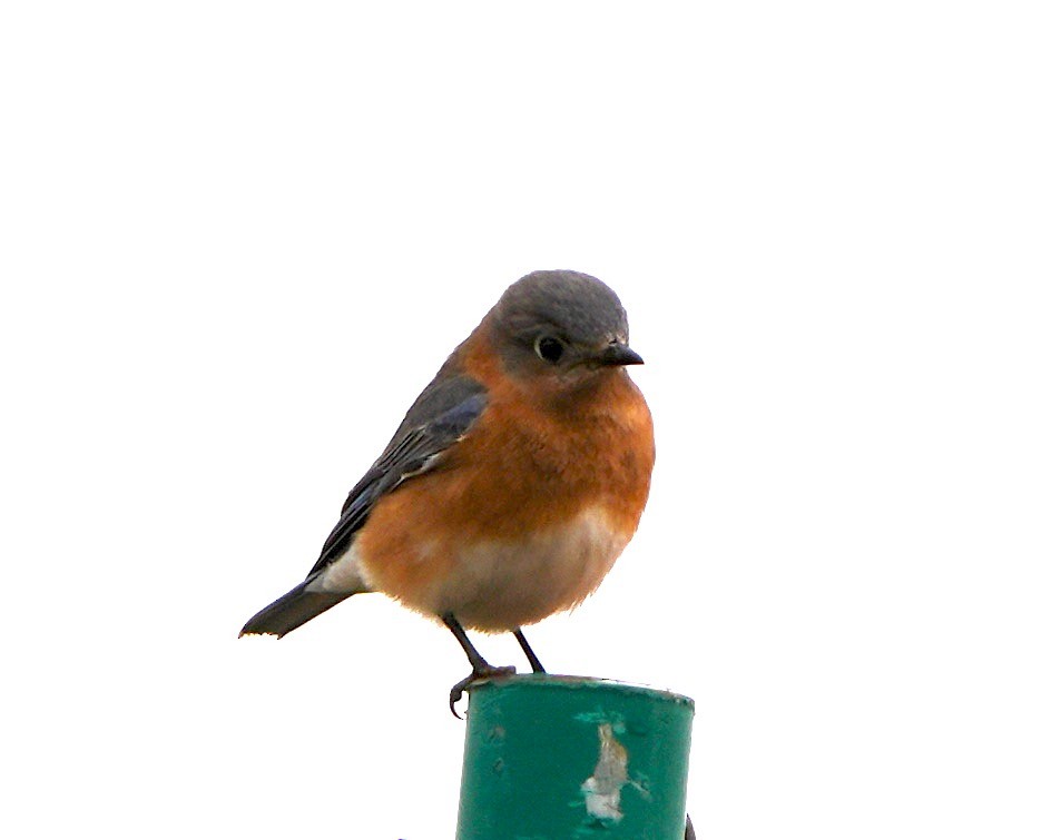 Eastern Bluebird - ML630111512