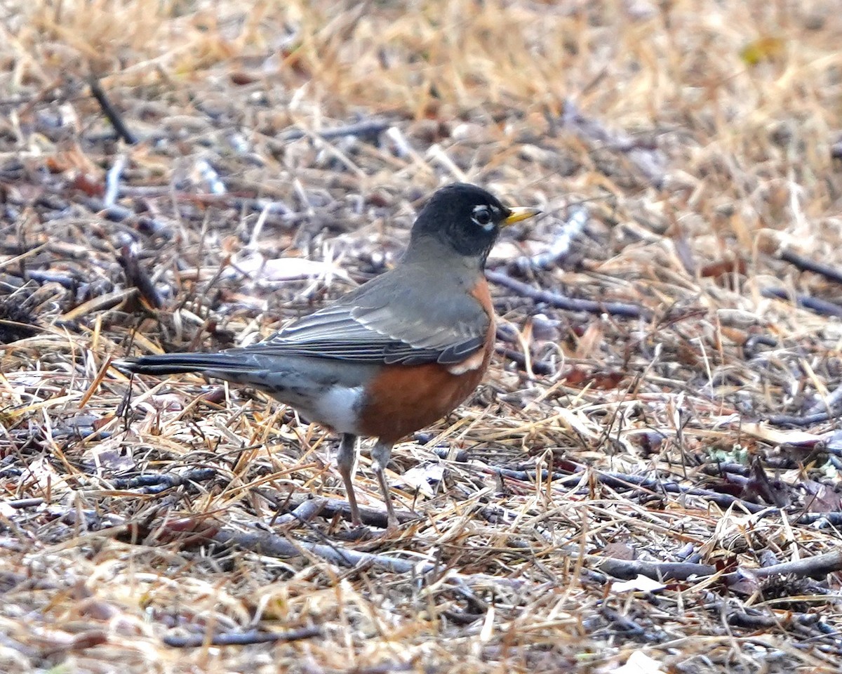 American Robin - ML630111532