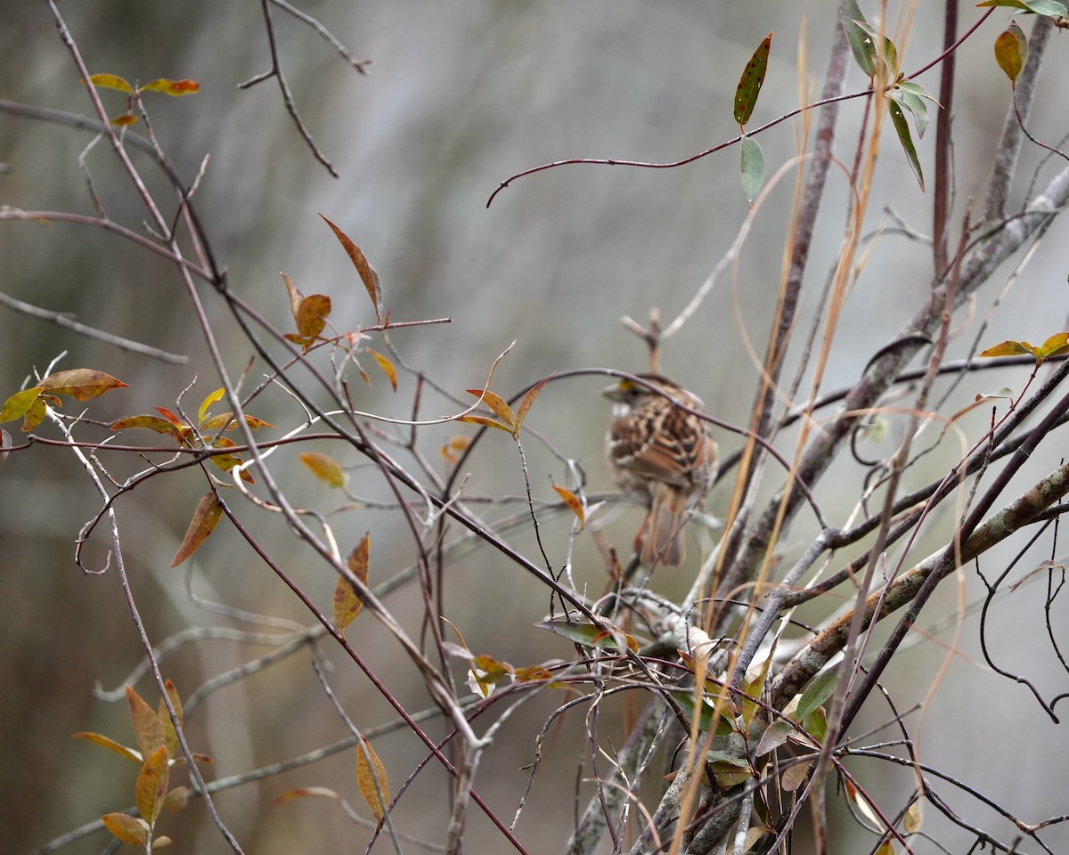 White-throated Sparrow - ML630111543