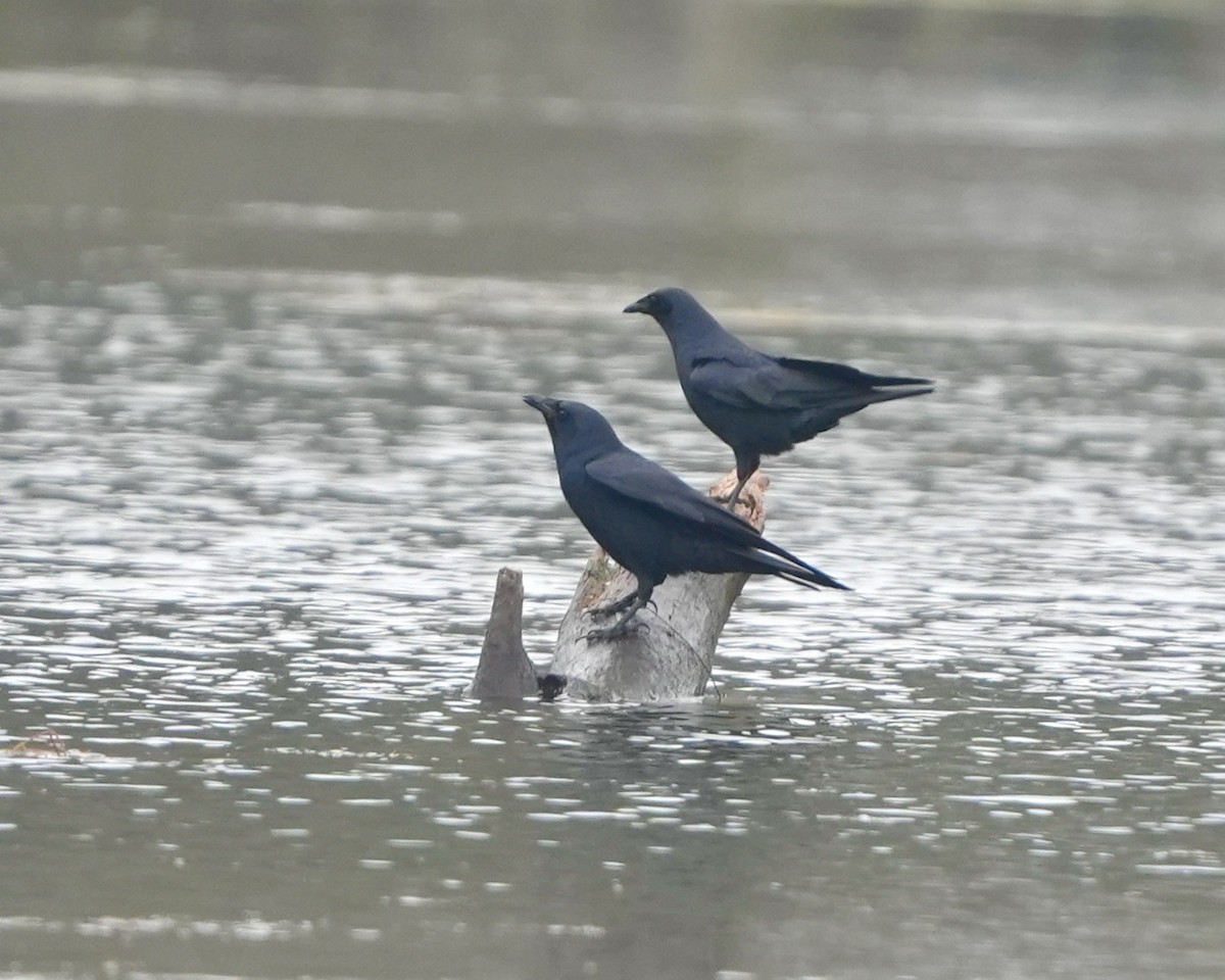 American Crow - ML630111577