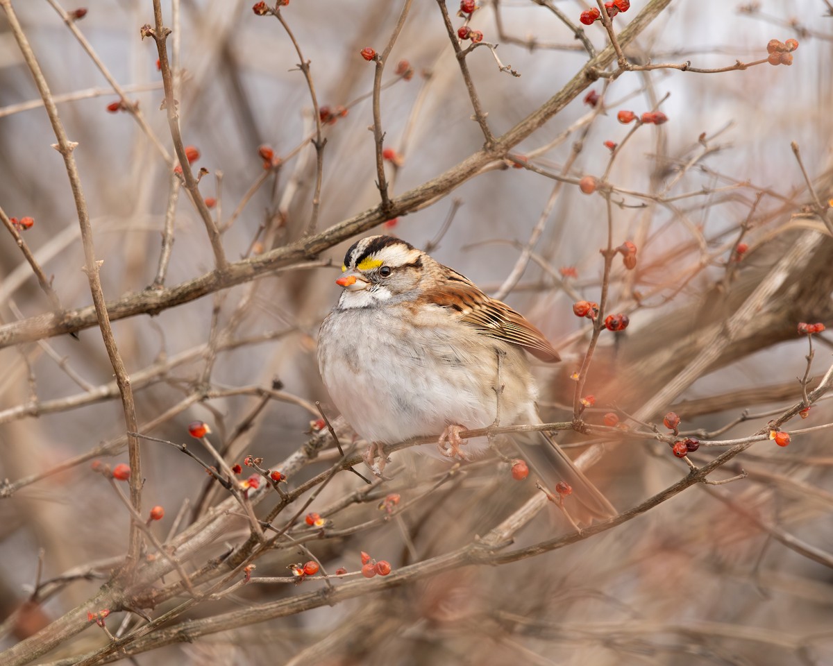 White-throated Sparrow - ML630111626