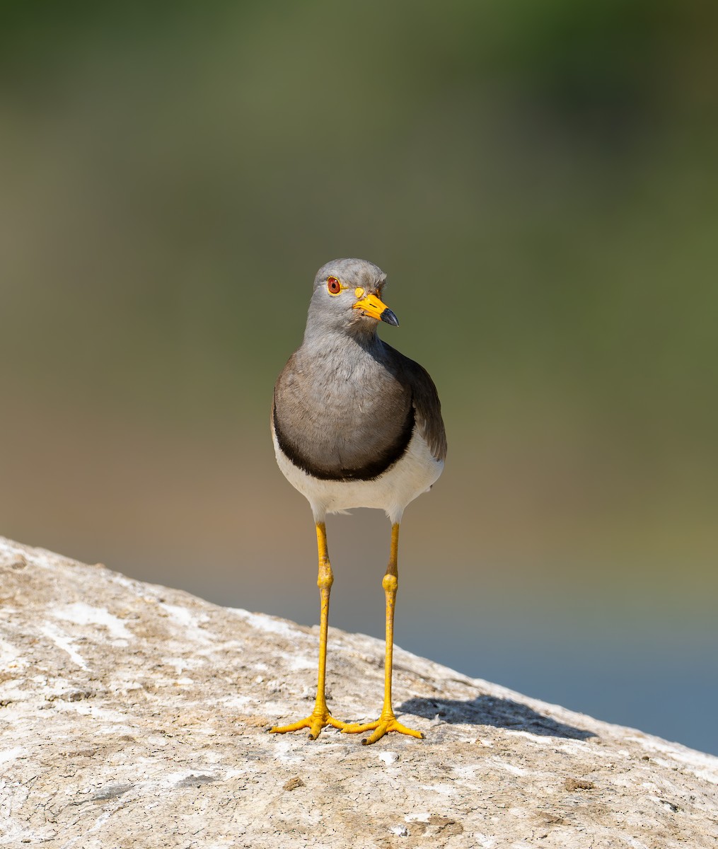 Gray-headed Lapwing - ML630111699