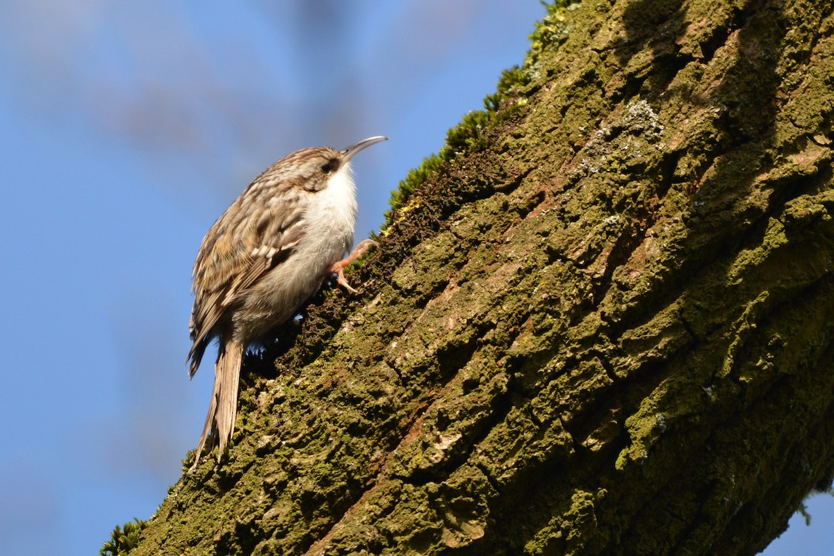 Short-toed Treecreeper - ML630111701