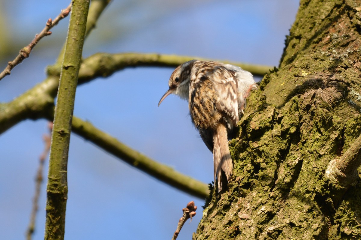 Short-toed Treecreeper - ML630111702