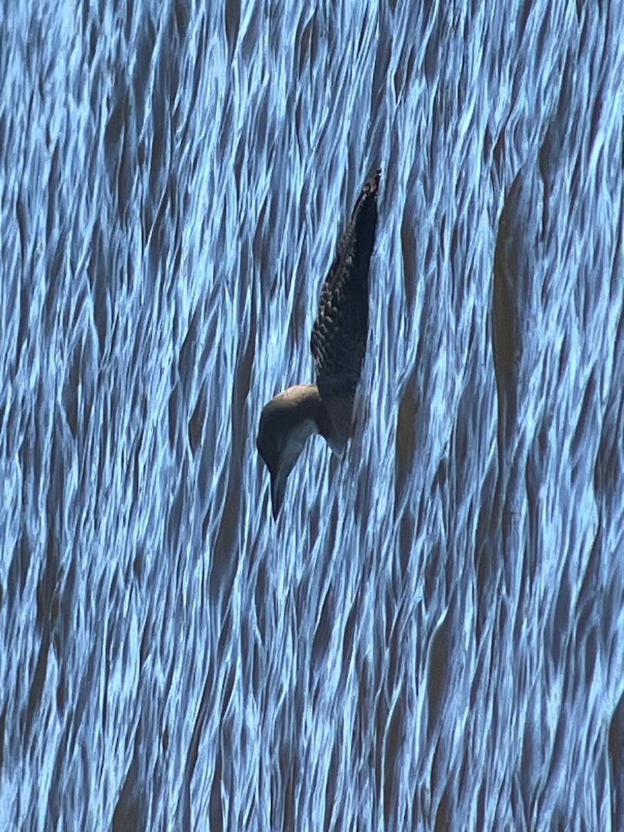 Common Loon - ML630111704