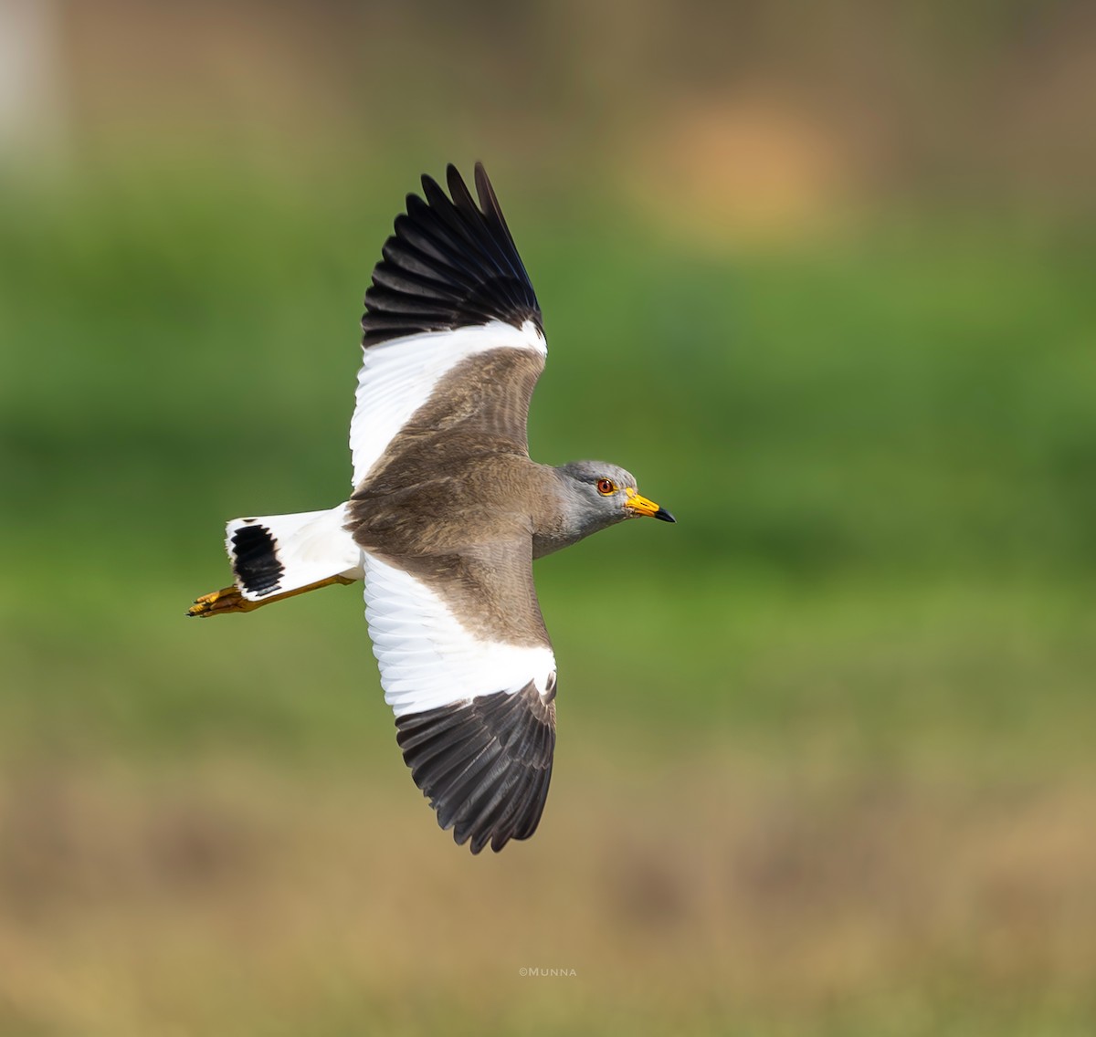 Gray-headed Lapwing - ML630111842