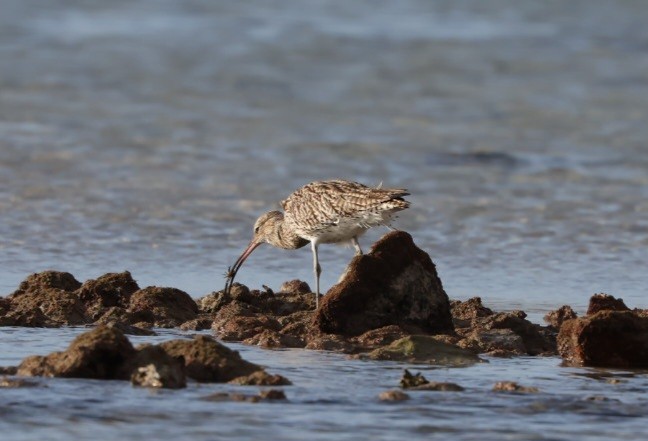 Eurasian Curlew - ML630111957