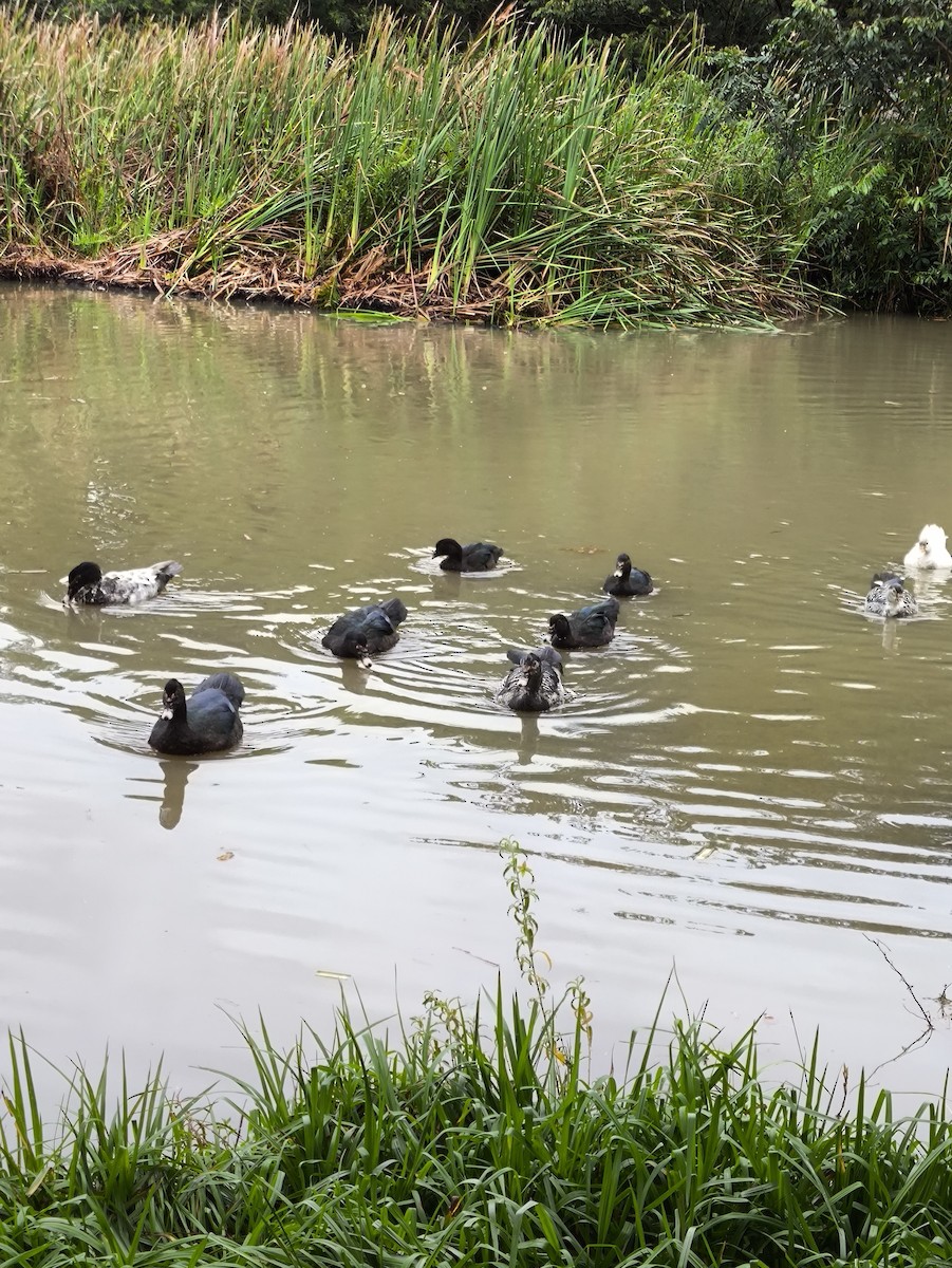 Muscovy Duck (Domestic type) - ML630112119