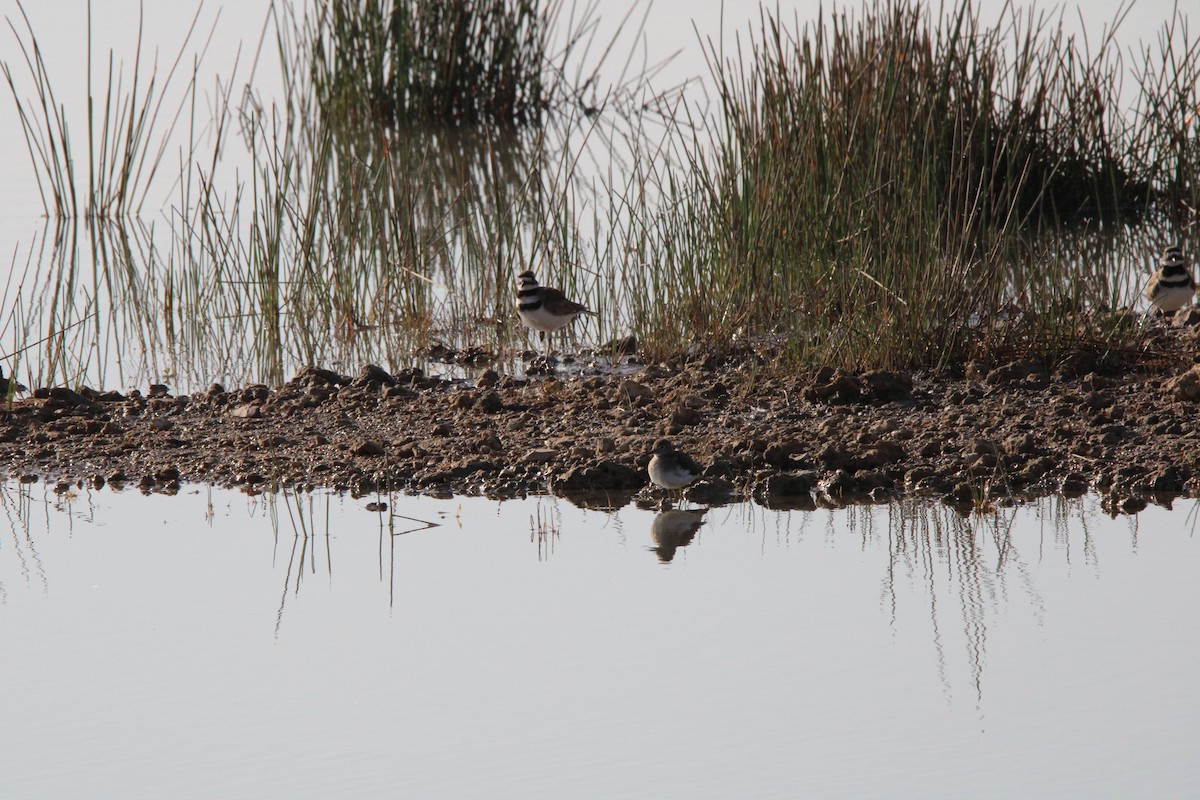Solitary Sandpiper - ML630112172