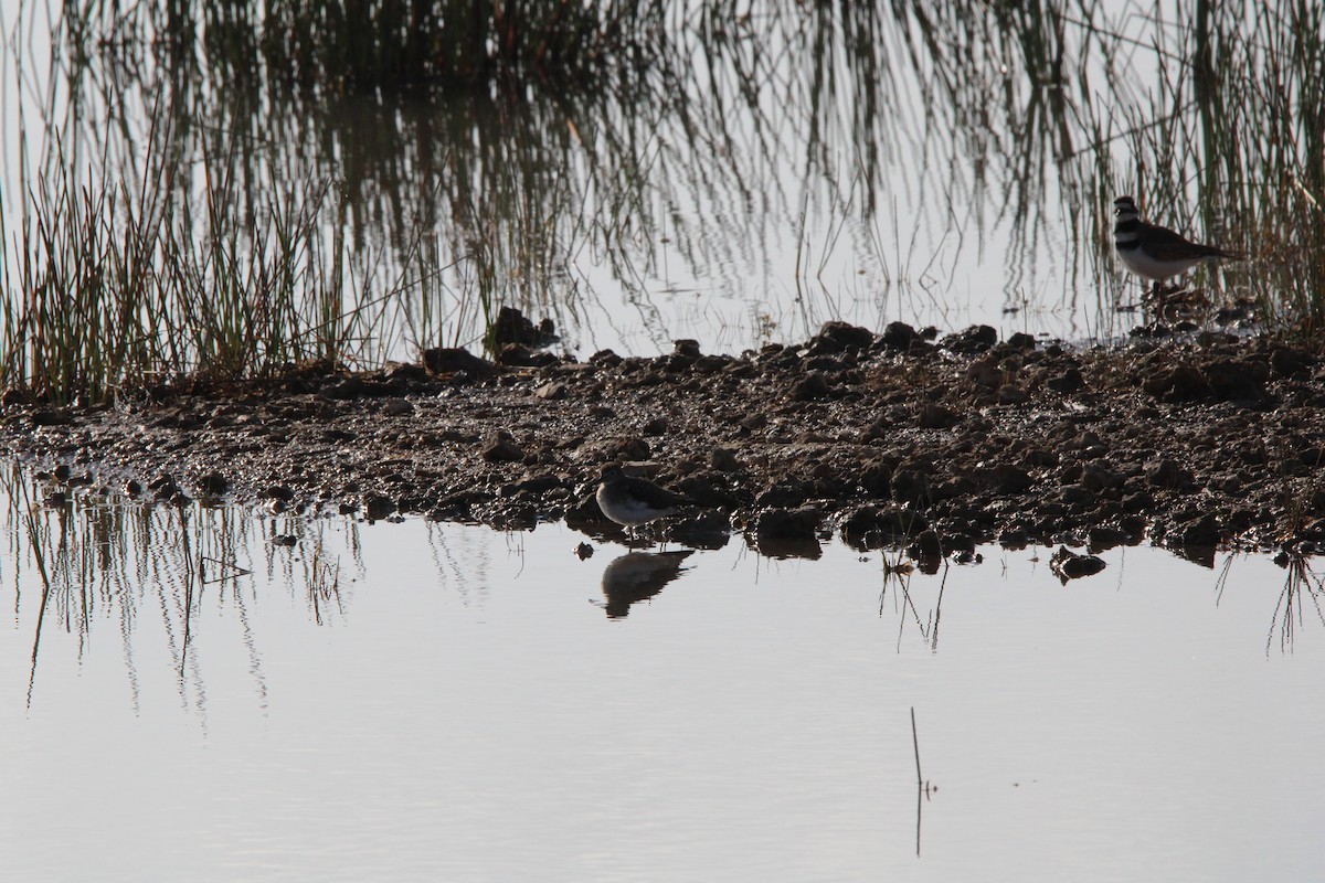 Solitary Sandpiper - ML630112174
