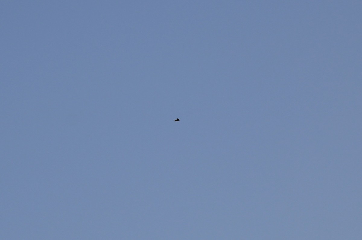 Northern Rough-winged Swallow - ML630112223