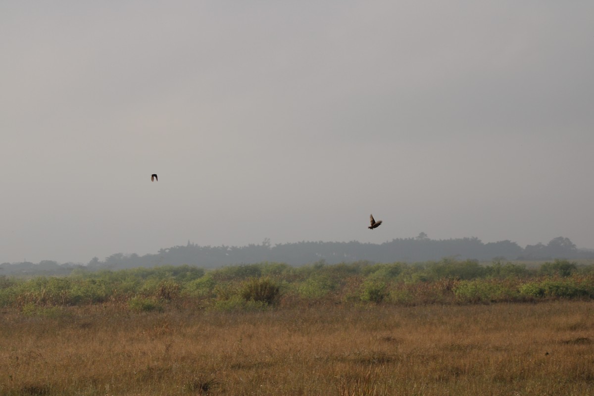 Eastern Meadowlark - ML630112271
