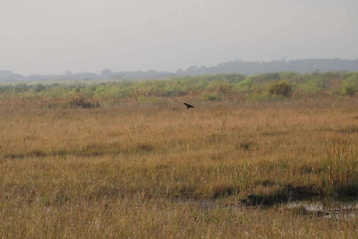 Eastern Meadowlark - ML630112272