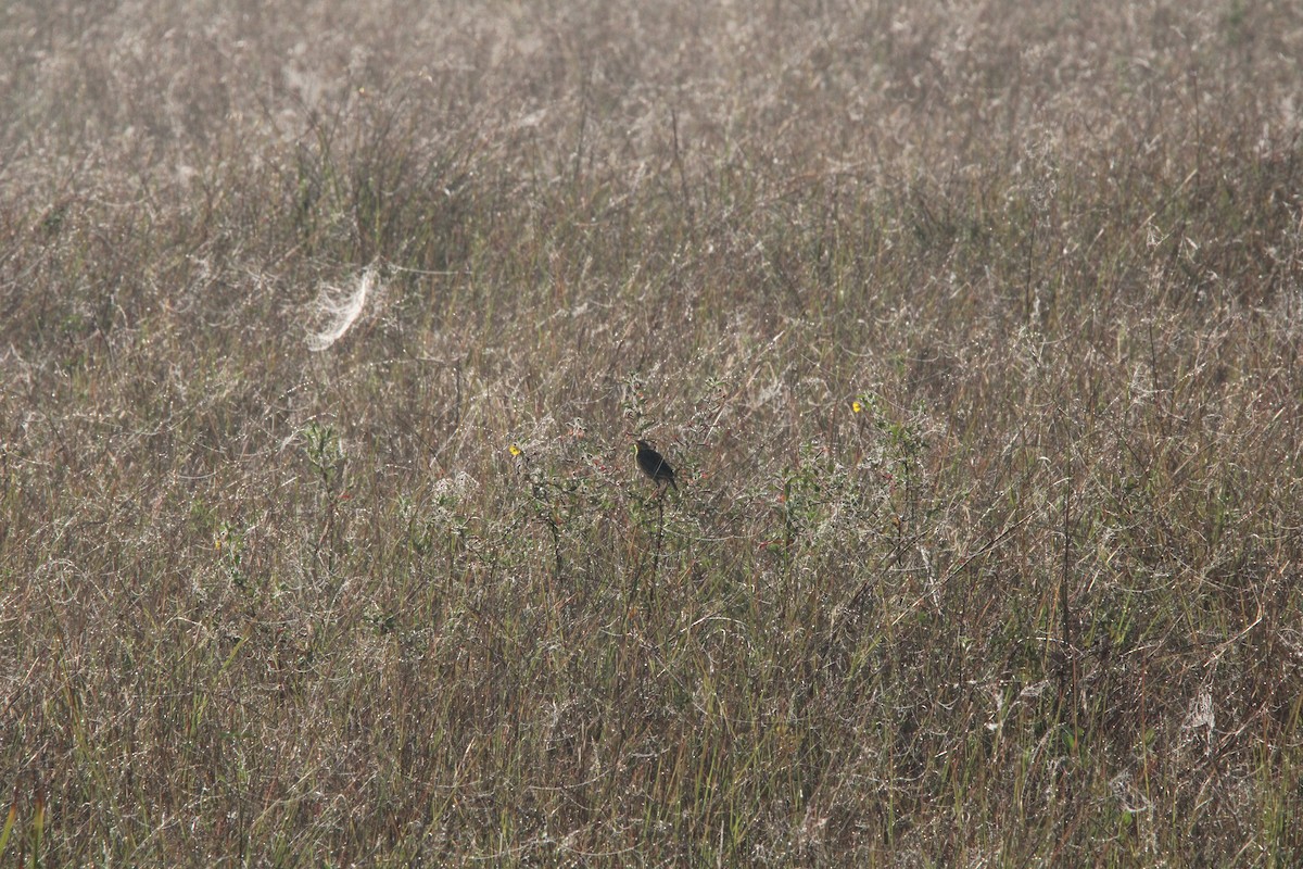 Eastern Meadowlark - ML630112273