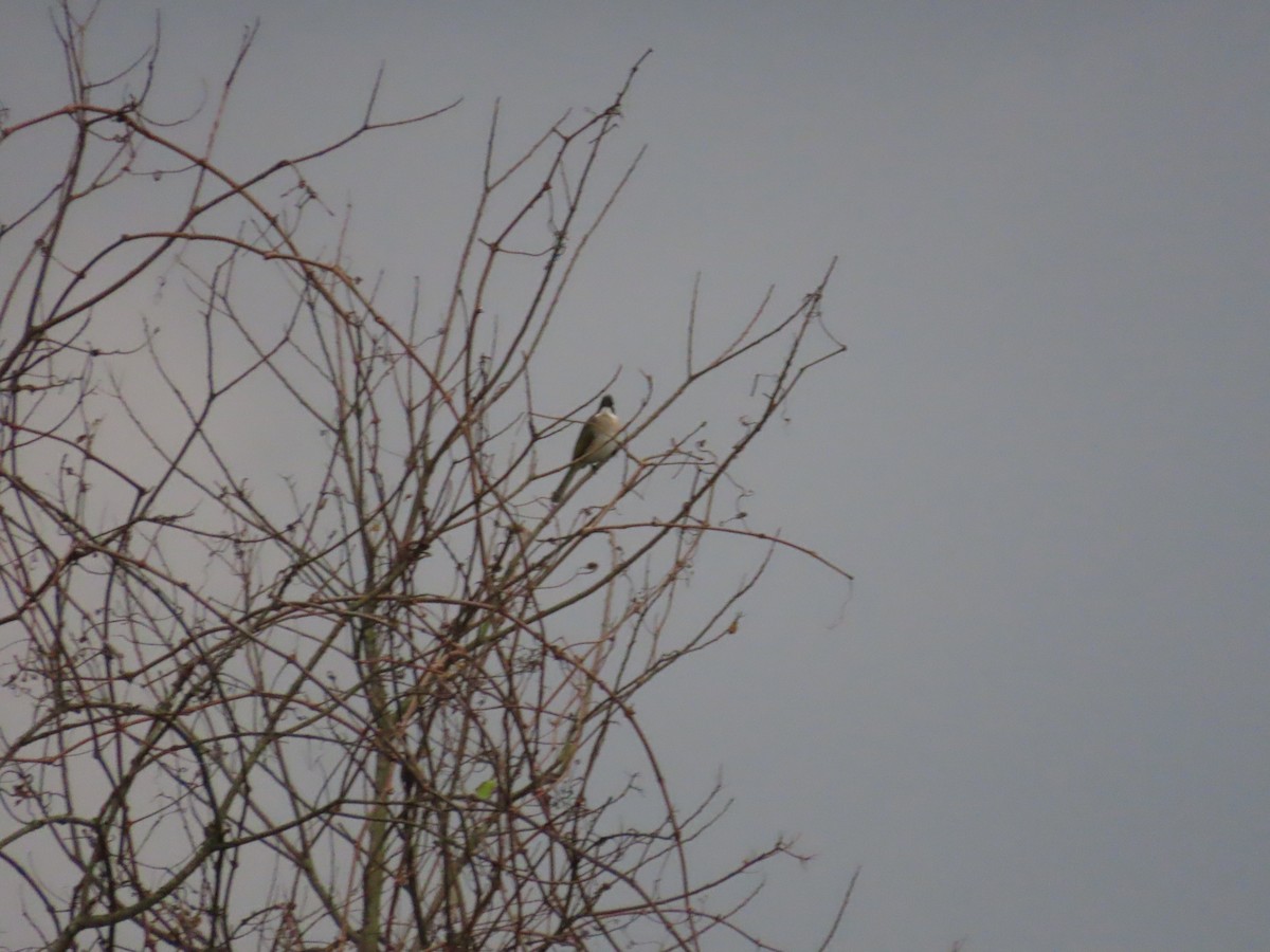 Light-vented Bulbul - ML630112282