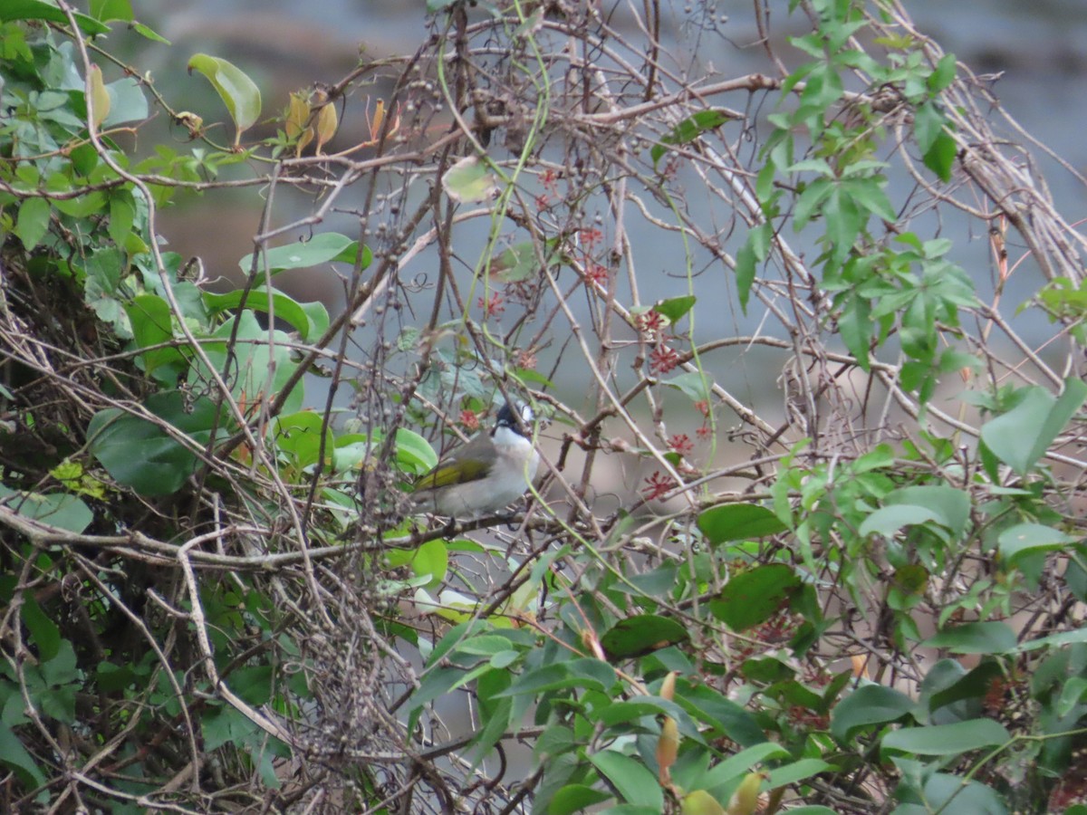 Light-vented Bulbul - ML630112283