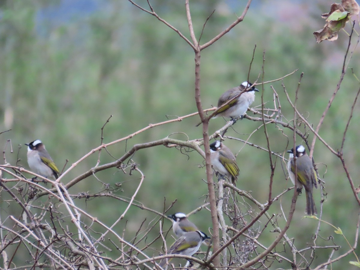Light-vented Bulbul - ML630112310
