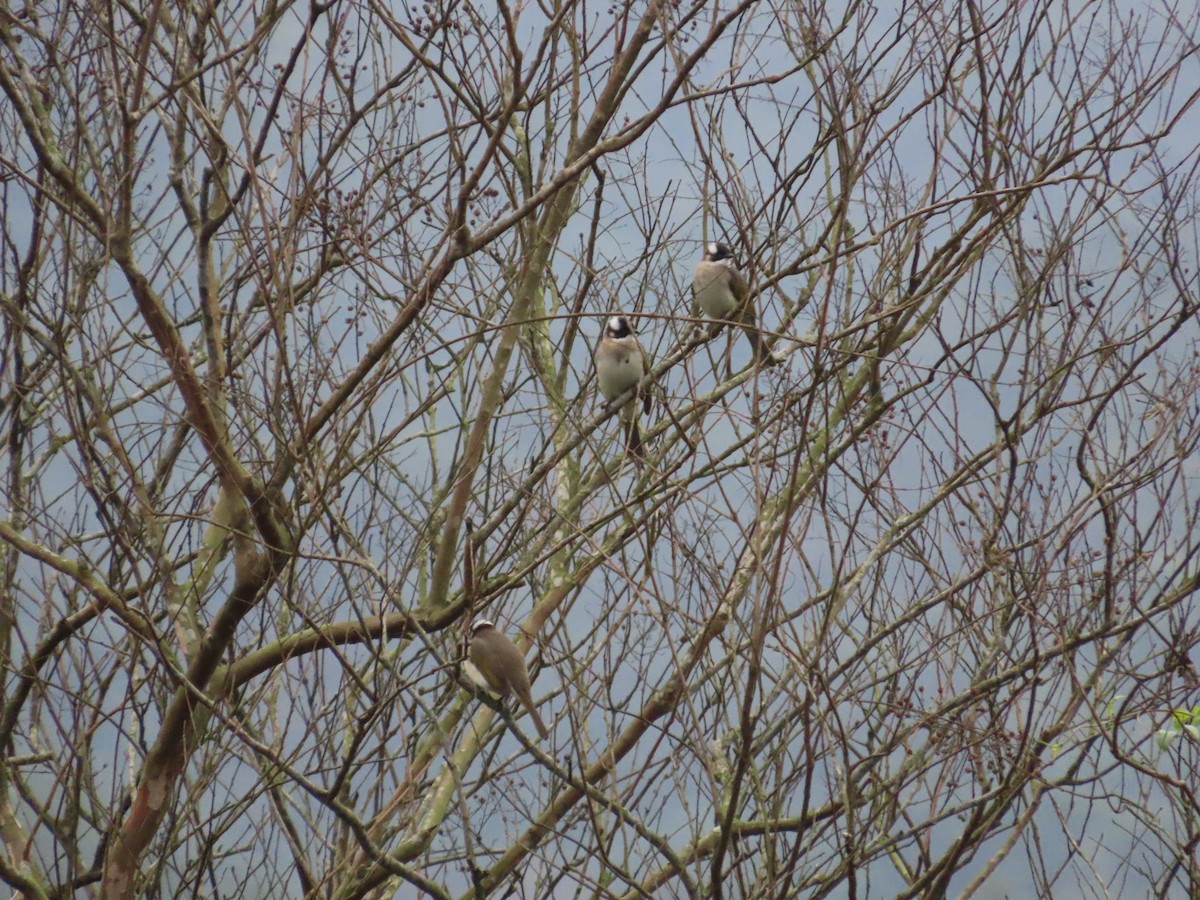 Light-vented Bulbul - ML630112328