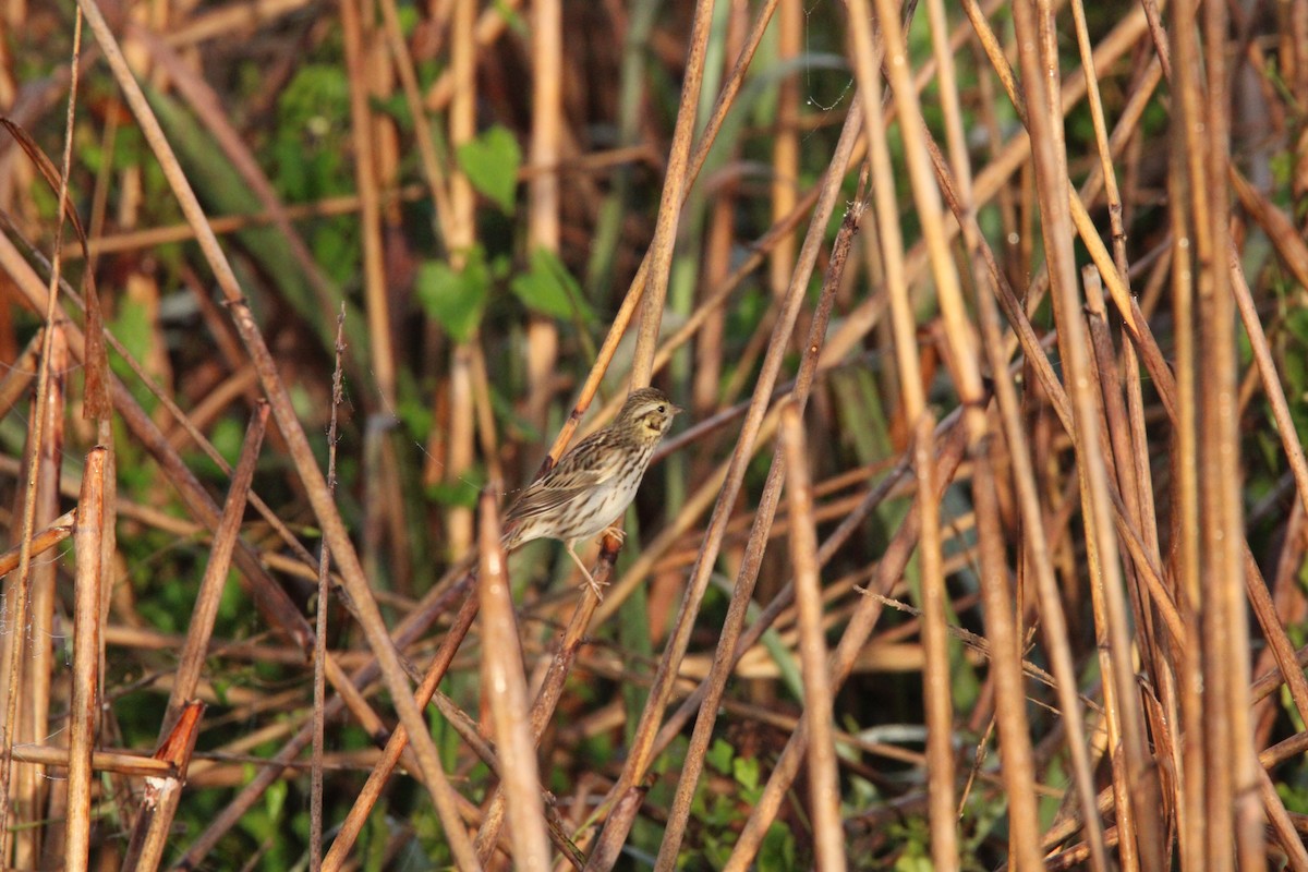 Savannah Sparrow - ML630112334