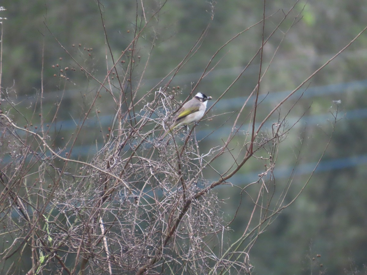 Light-vented Bulbul - ML630112344