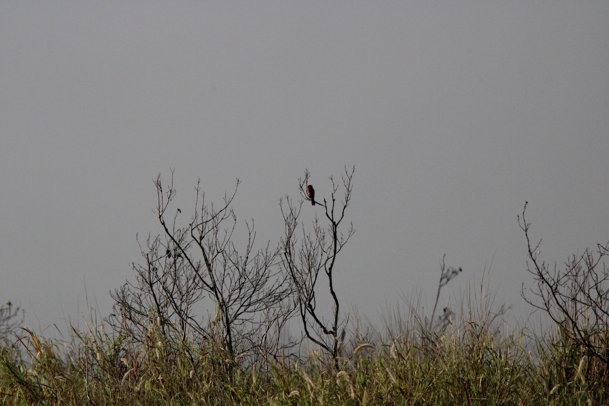 Northern Cardinal - ML630112349