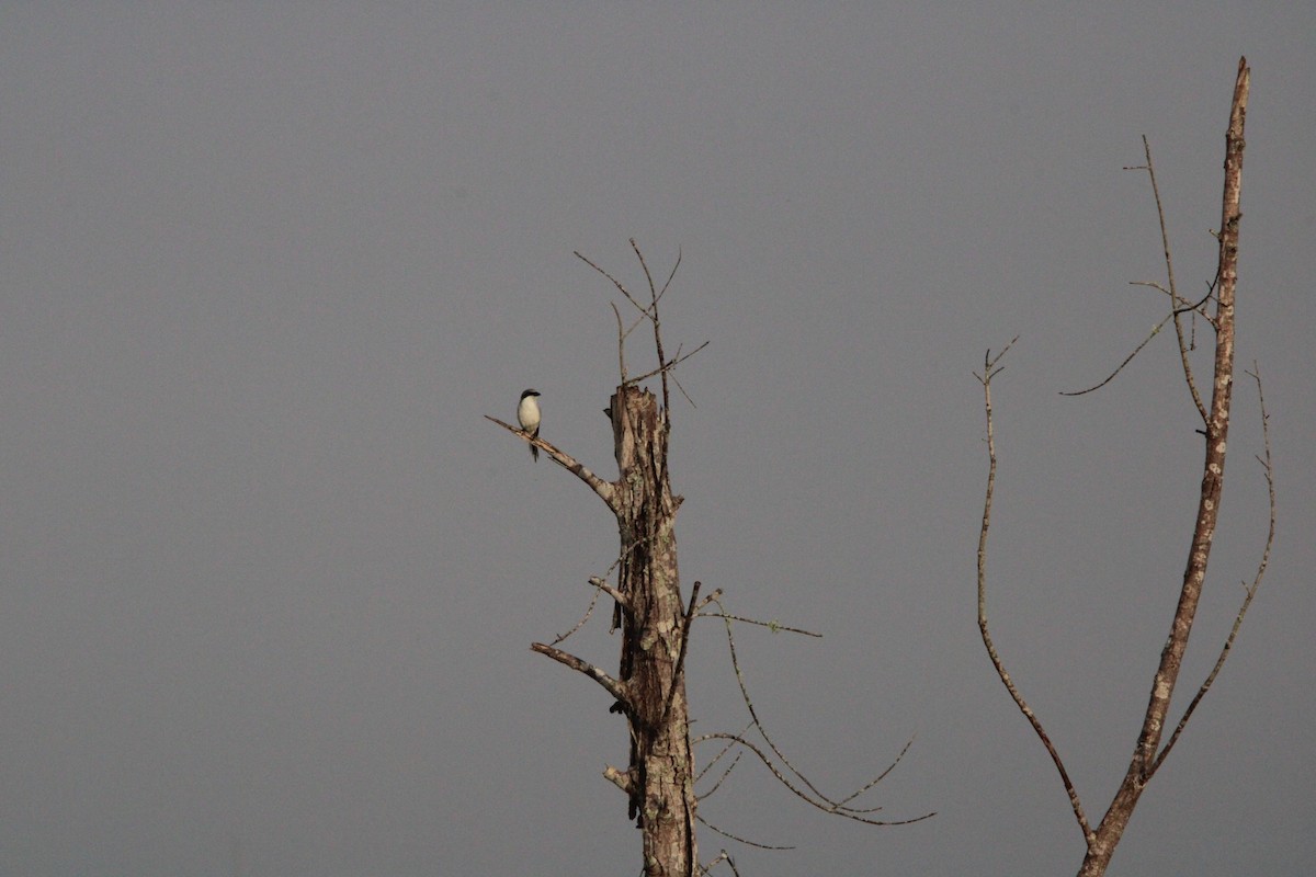 Loggerhead Shrike - ML630112369