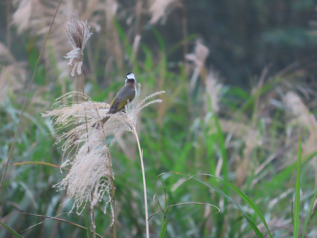 Light-vented Bulbul - ML630112377