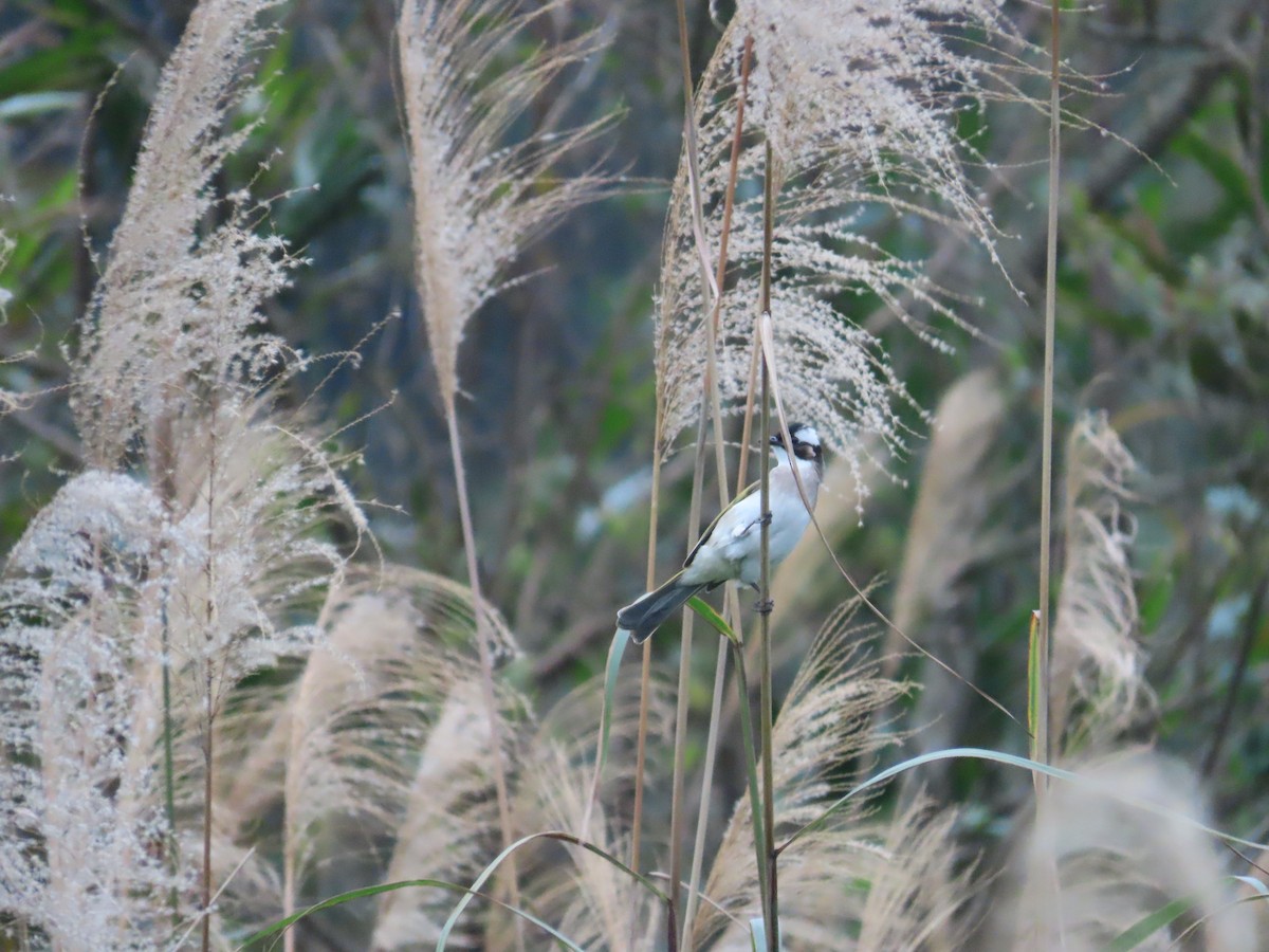 Light-vented Bulbul - ML630112378