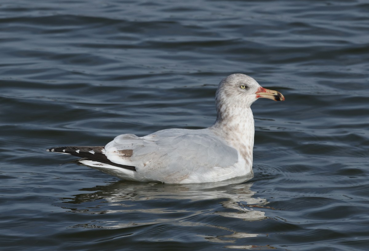 American Herring Gull - ML630112386