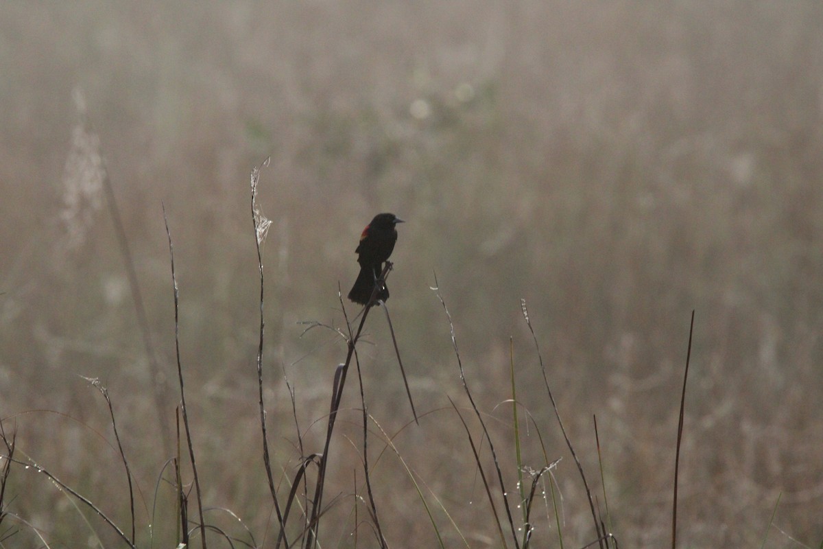 Red-winged Blackbird - ML630112400