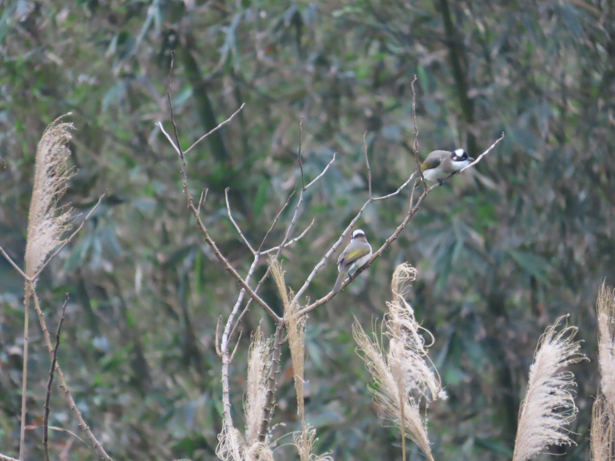 Light-vented Bulbul - ML630112404