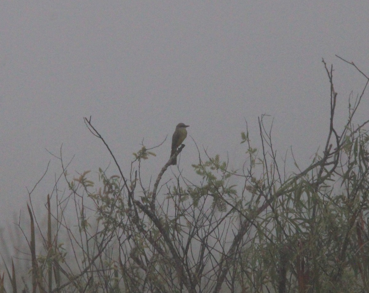 Tropical Kingbird - ML630112458