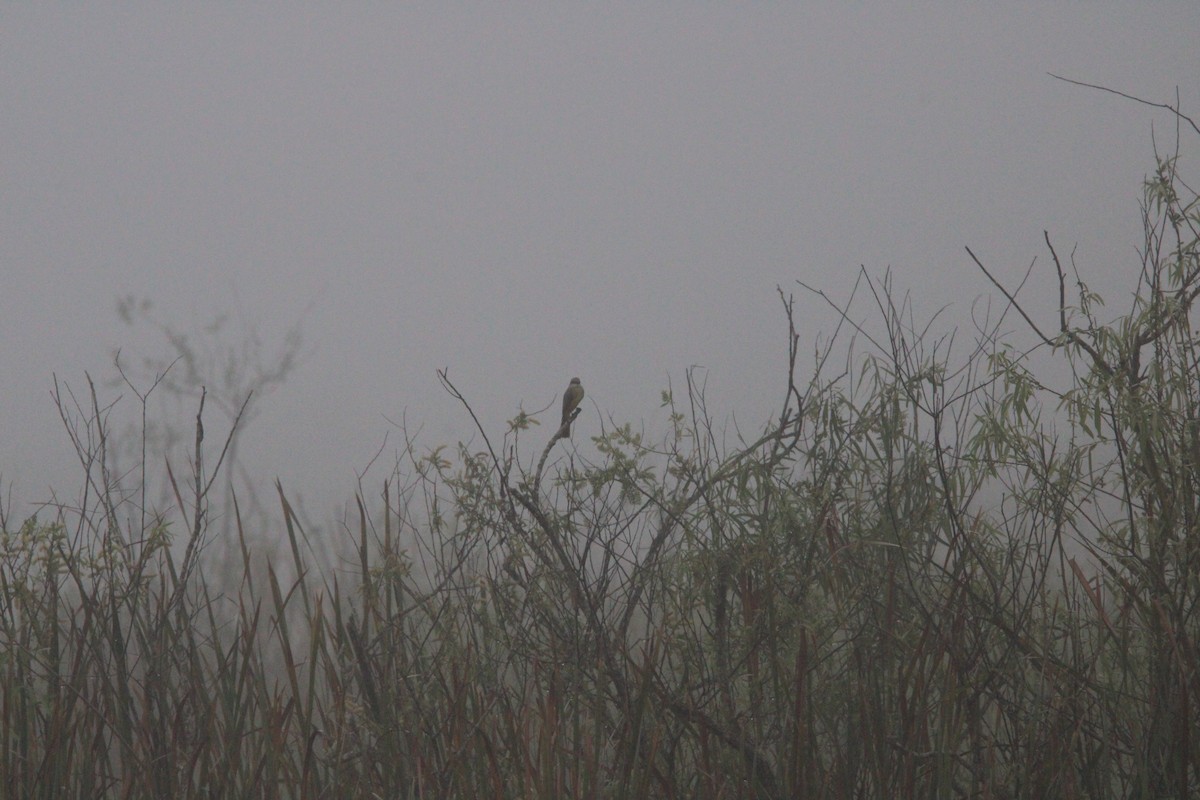 Tropical Kingbird - ML630112460