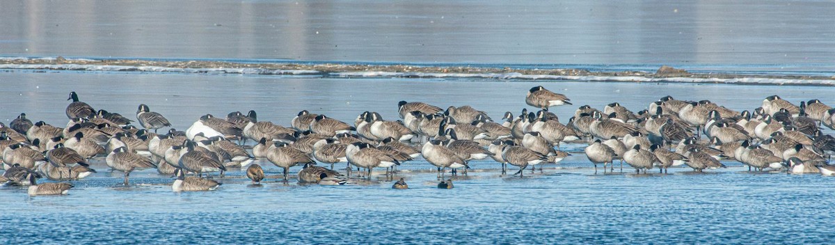 Canada Goose - ML630112559
