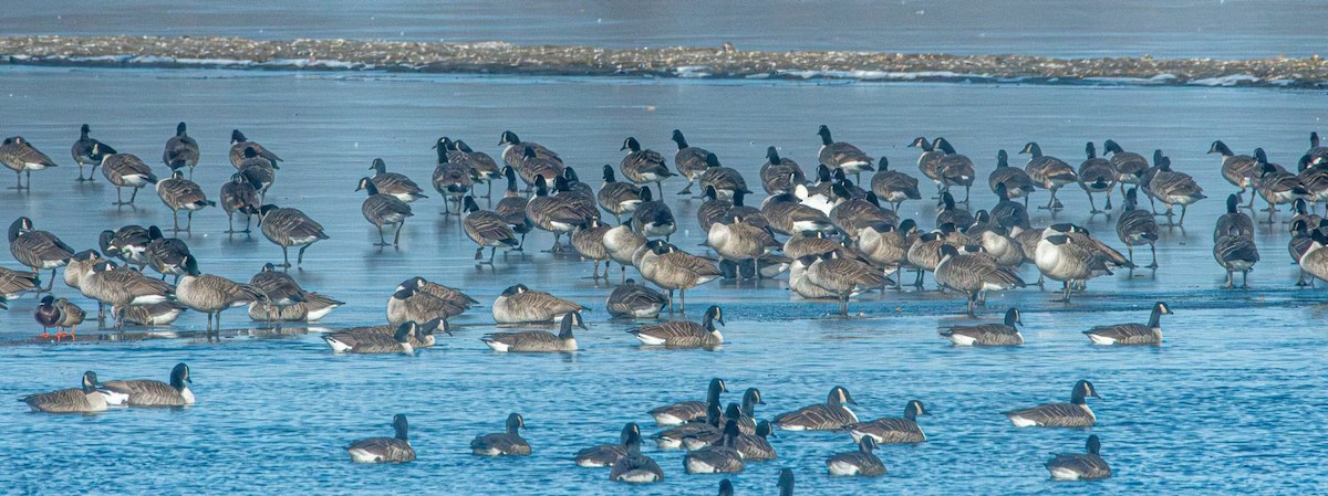Canada Goose - ML630112561