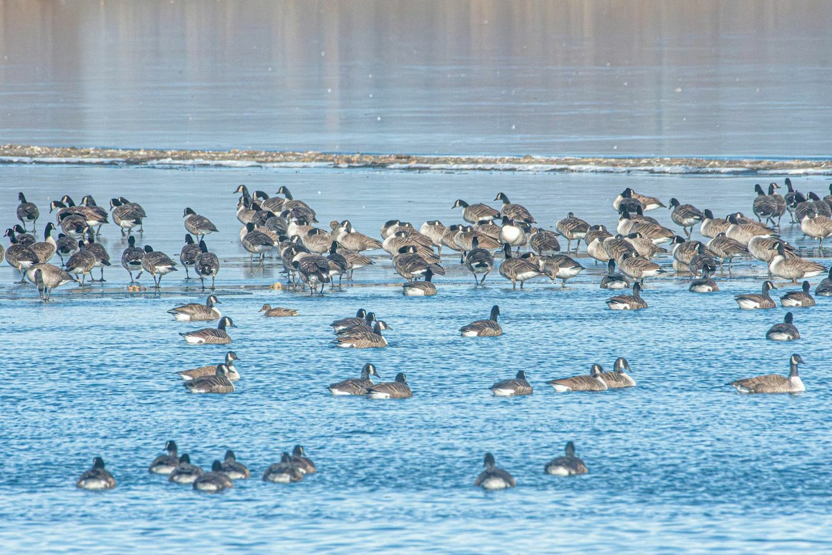 Canada Goose - ML630112564