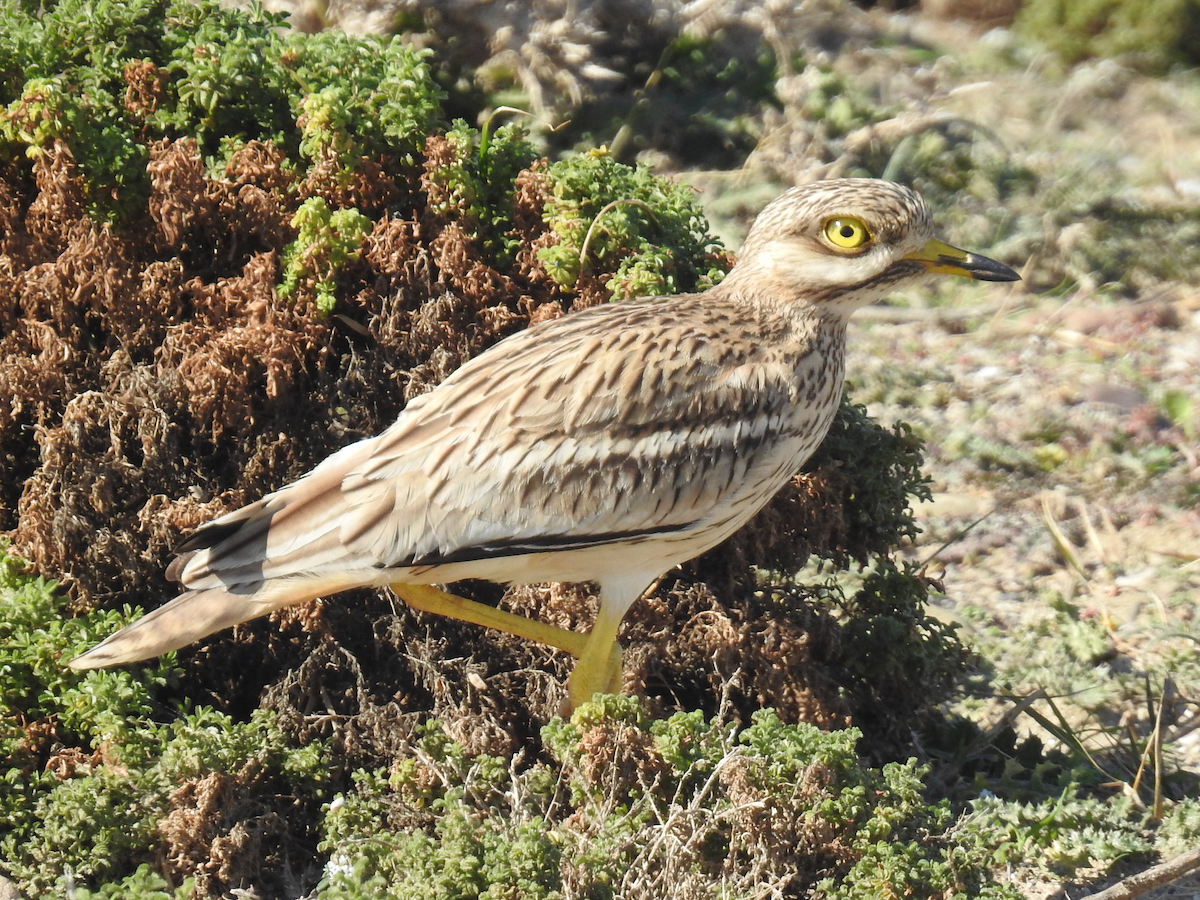 dytík úhorní - ML630112625