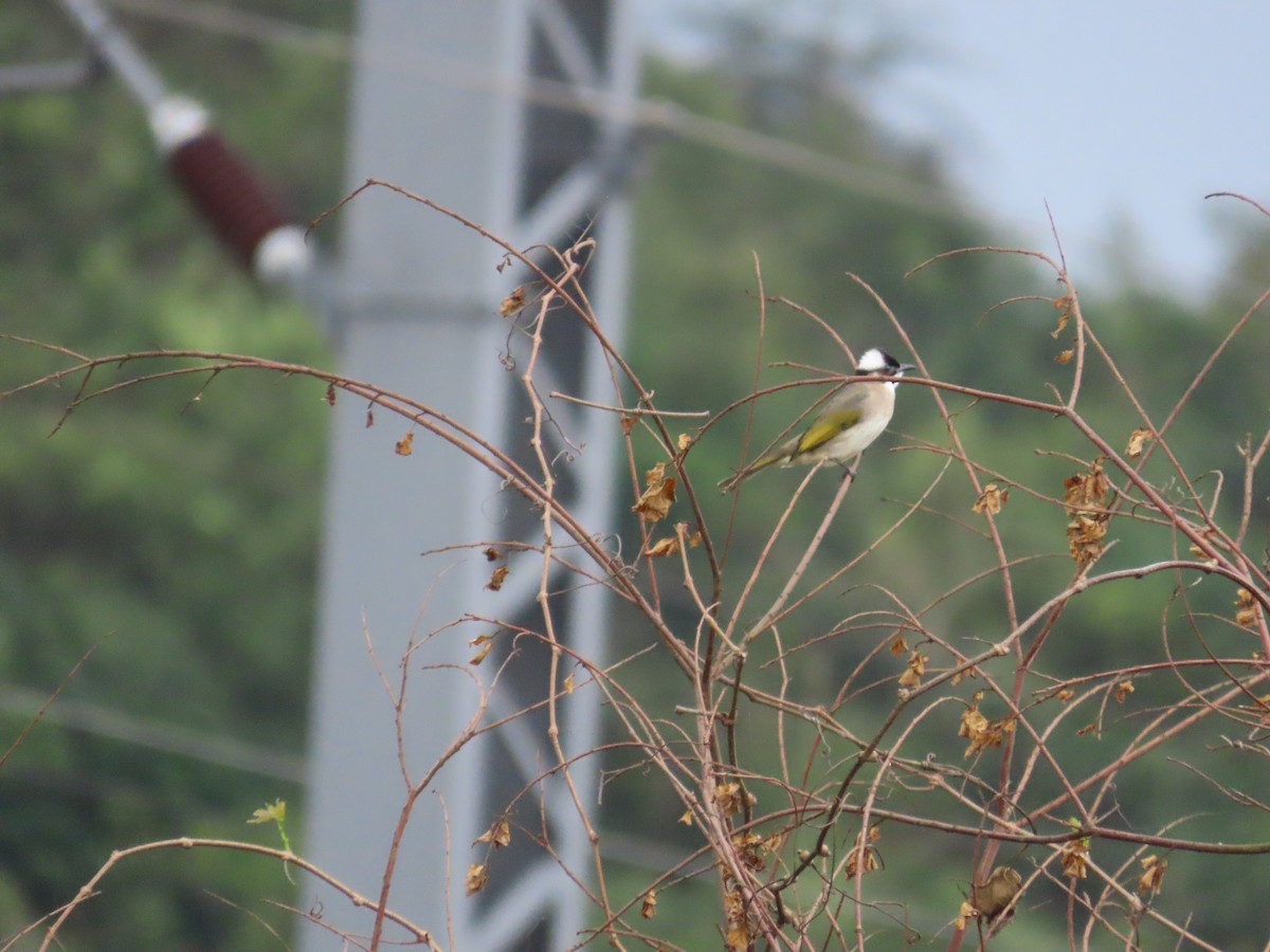 Light-vented Bulbul - ML630112824