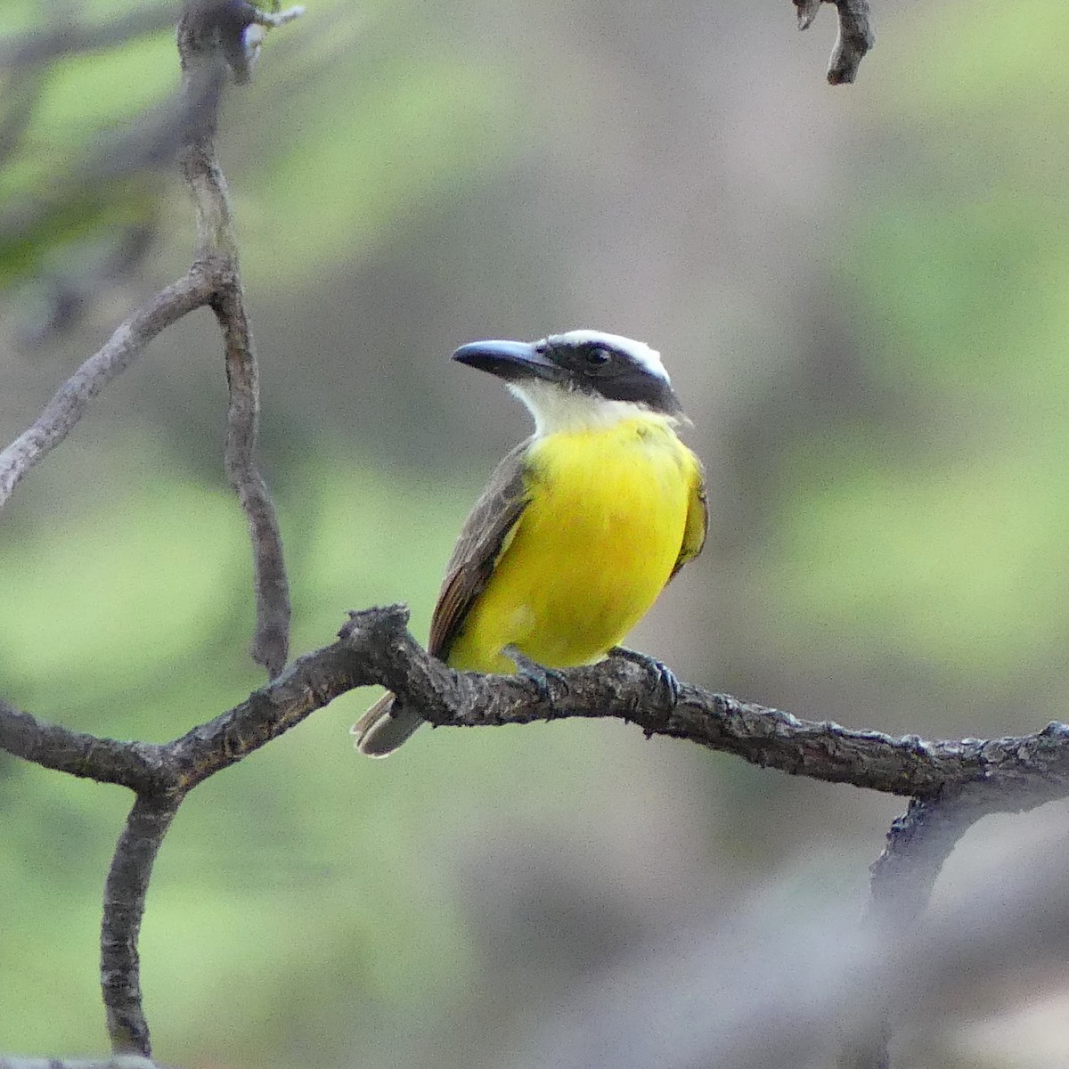 Boat-billed Flycatcher - ML630112846