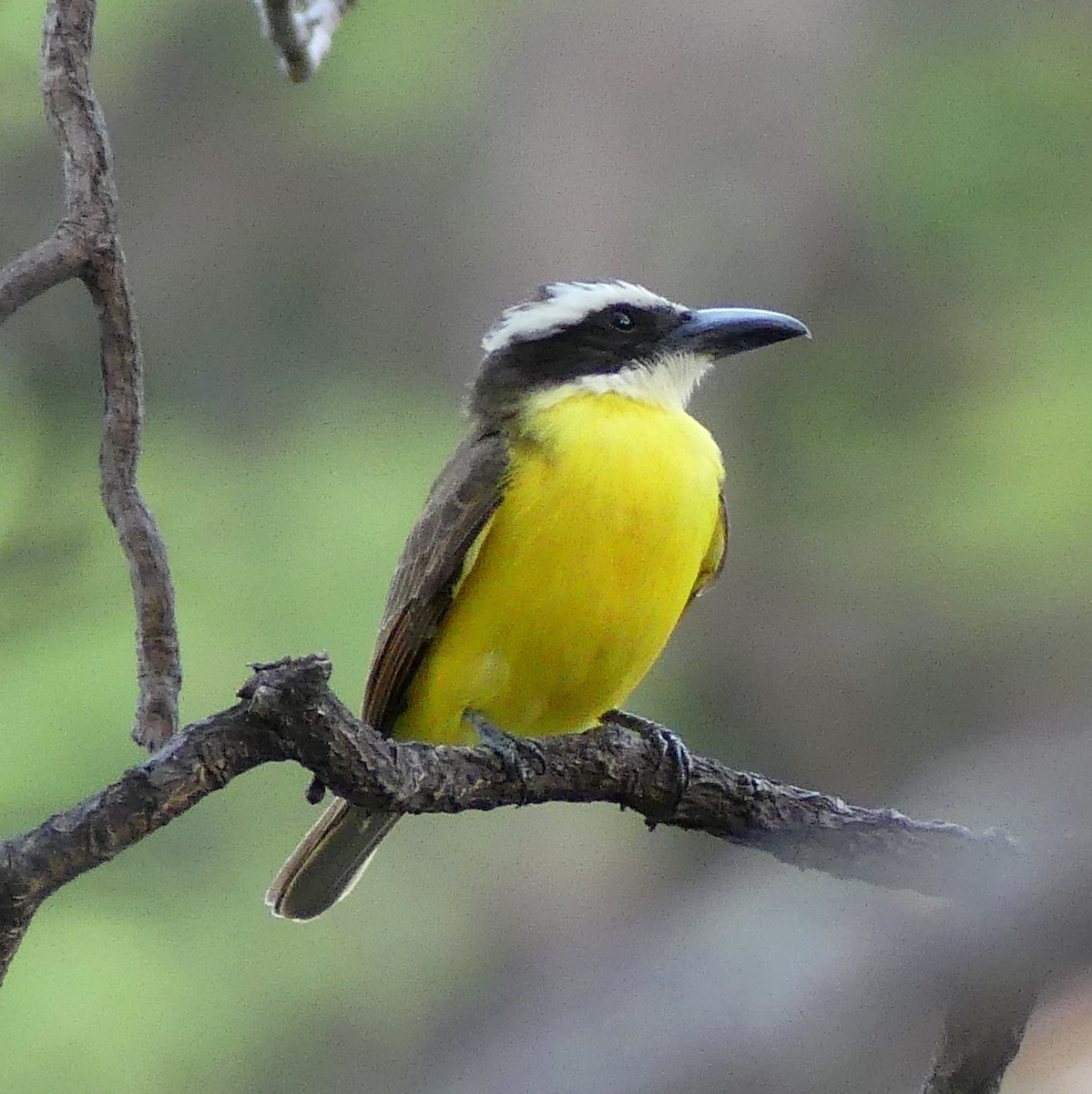 Boat-billed Flycatcher - ML630112847