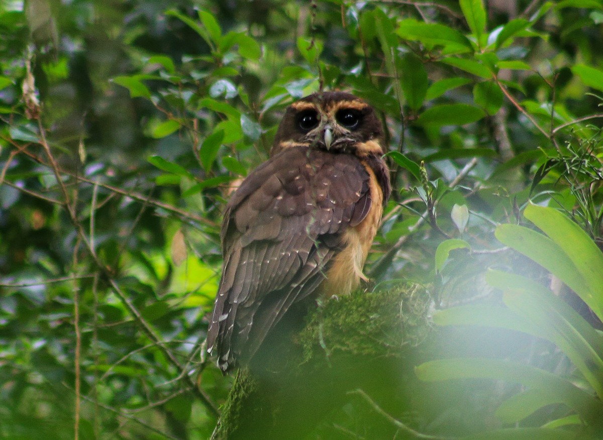 Tawny-browed Owl - ML630112891